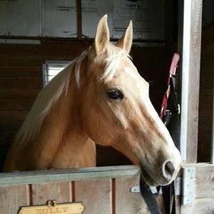 Meet your Posher, Sue